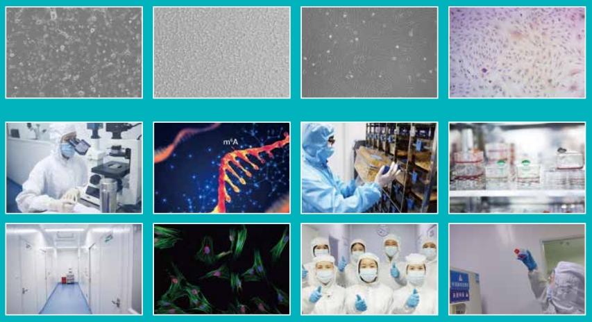 VIP 会员特价服务项目