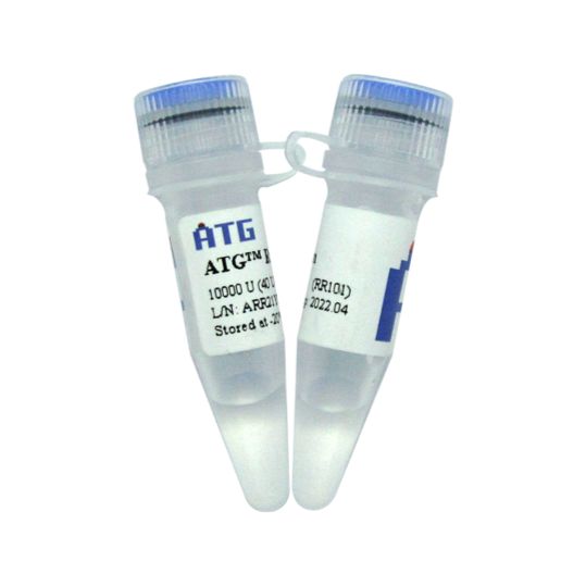 ATG® RNasin RNA酶抑制剂
