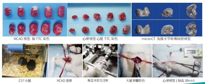 VIP 会员特价服务项目