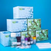 猪Lemur酪氨酸激酶3(LMTK3)ELISA测试盒