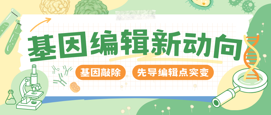【前沿资讯】基因编辑新动向-敲除细胞、先导编辑点突变技术照亮基因研究之路