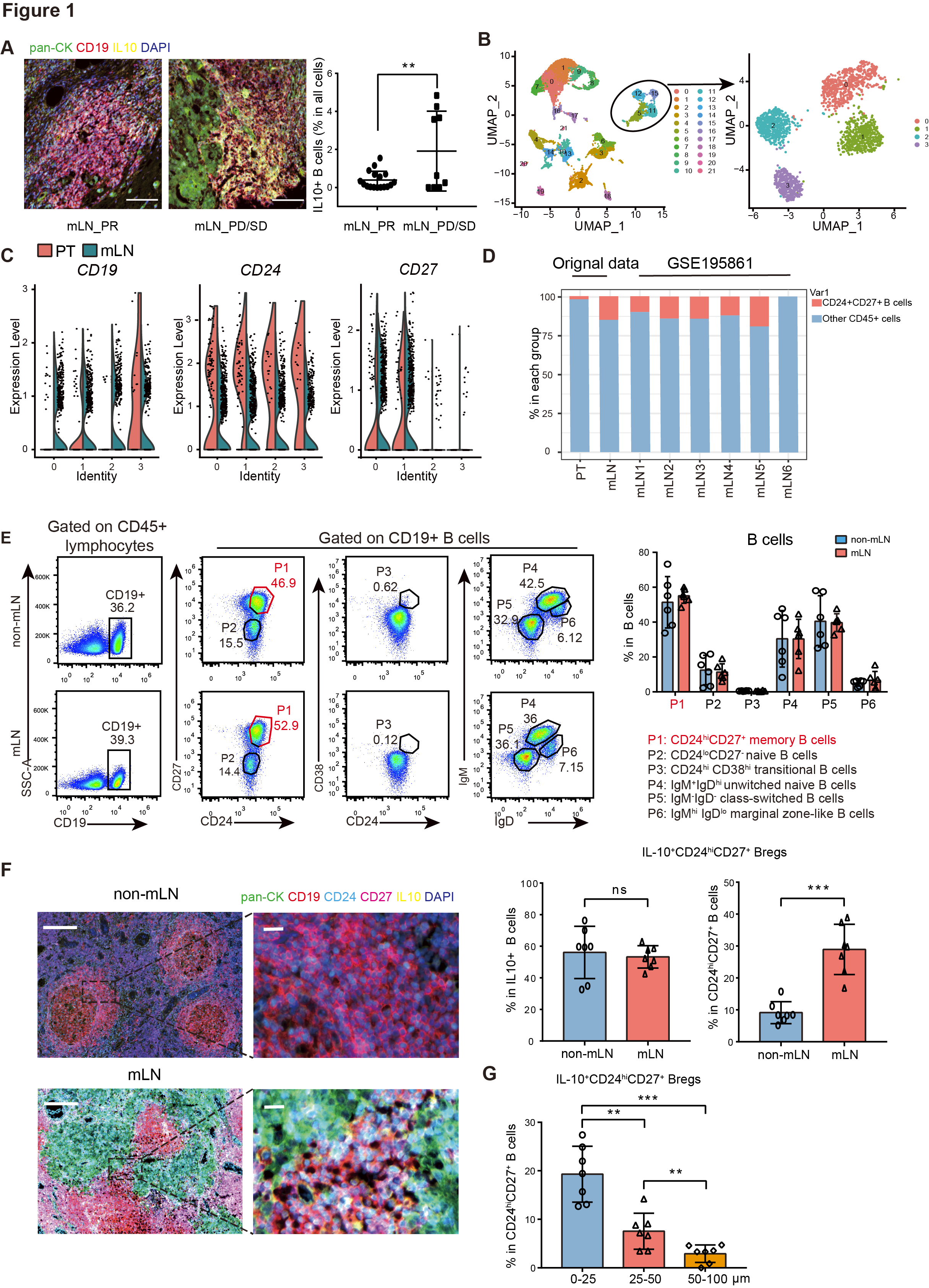 Tissue Cytometry技术为转移性淋巴结中的CD24hiCD27+Bregs促进癌症的耐药性研究提供关键性验证数据