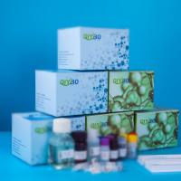 猪C-Myc结合蛋白(MYCBP)ELISA测试盒