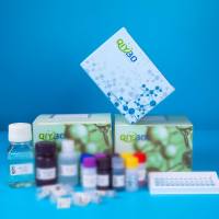 猪载脂蛋白B48(APOB48)ELISA测试盒