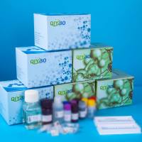 猪膜联蛋白A6(ANXA6)ELISA测试盒