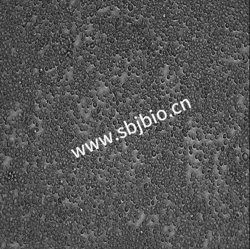 干货分享 | THP-1细胞培养建议-昊鑫生物