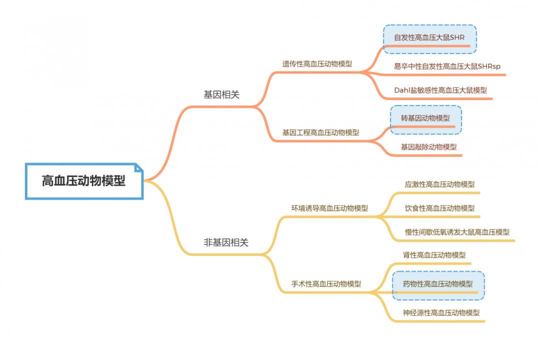 高血压研究动物模型推荐
