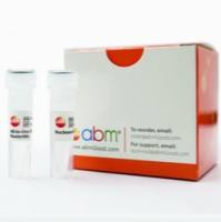 AFP抗体试剂/检测试剂盒(免疫组织化学)