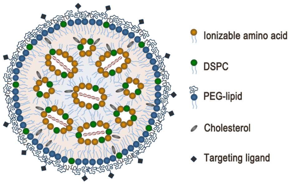 递送siRNA药物的阳离子脂质体LNP及其制备方法与流程 