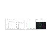 BD	564907  Pharmingen™ DAPI Solution