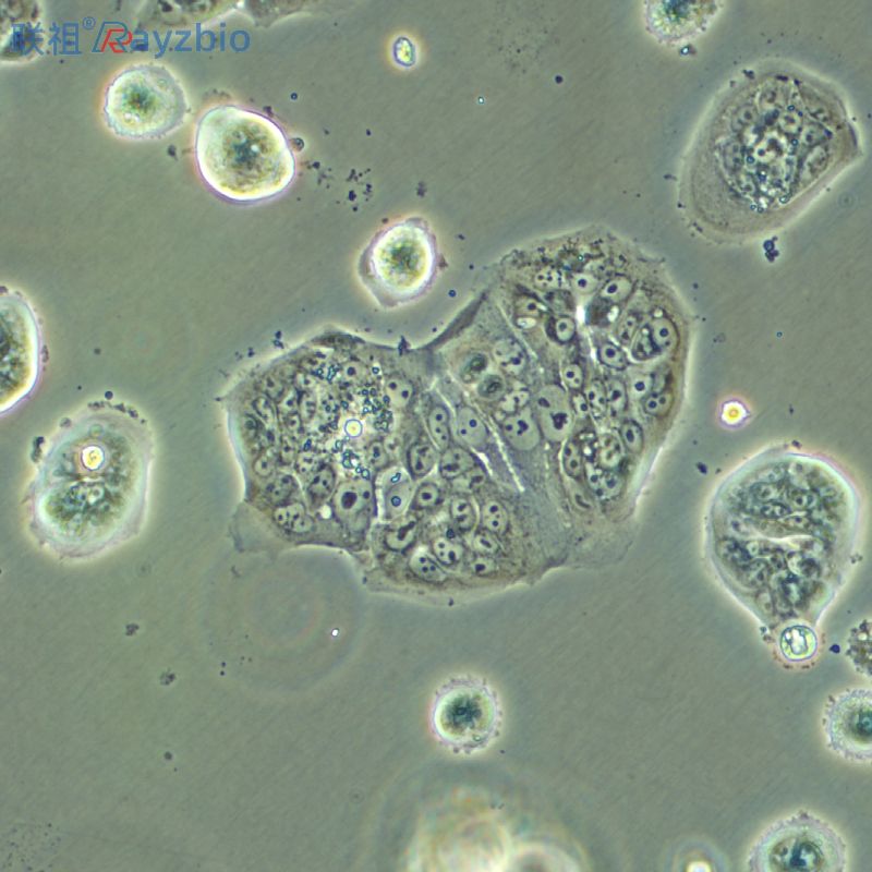 原代卵巢颗粒细胞培养体系