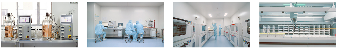 哺乳动物细胞蛋白表达