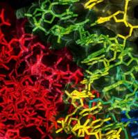 哺乳动物细胞蛋白表达