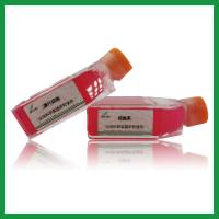 CNE-2Z（人鼻咽癌细胞）