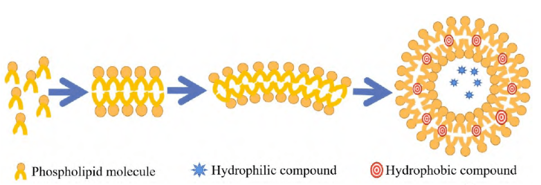 脂质体提高难溶性药物溶解度 双分子膜包裹各种药物 微囊结构