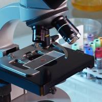 Purified 抗小鼠 CD138 (Syndecan-1) 抗体