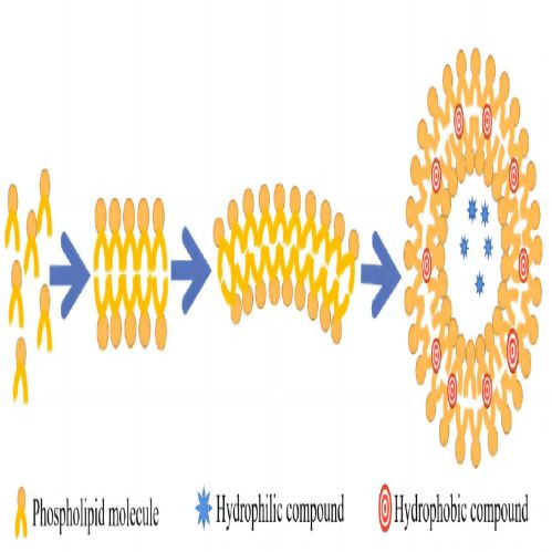 脂质体提高难溶性药物溶解度 双分子膜包裹各种药物 微囊结构