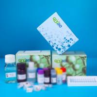 猪芳基硫酸酯酶A(ARSA)ELISA测试盒