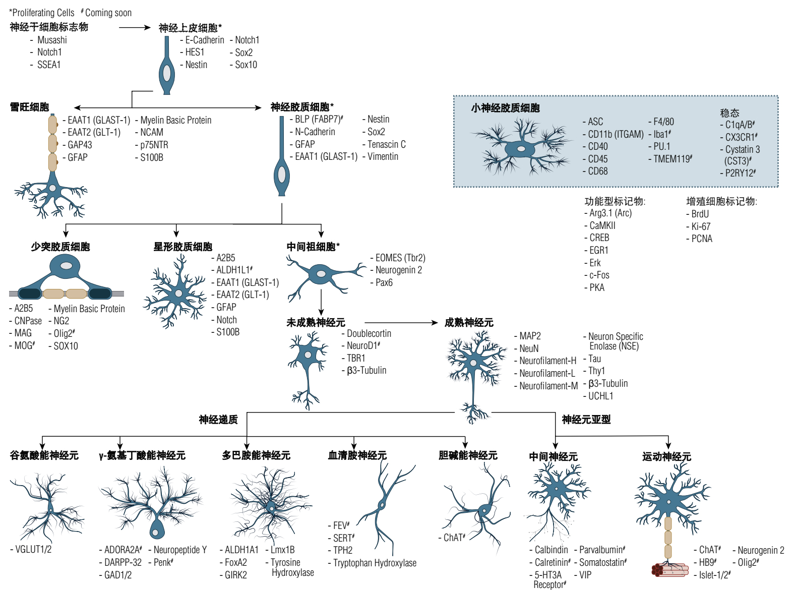 神经元、胶质细胞标记物marker怎么选