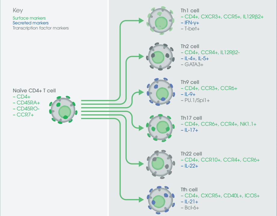 T细胞-流式标记物marker怎么选择