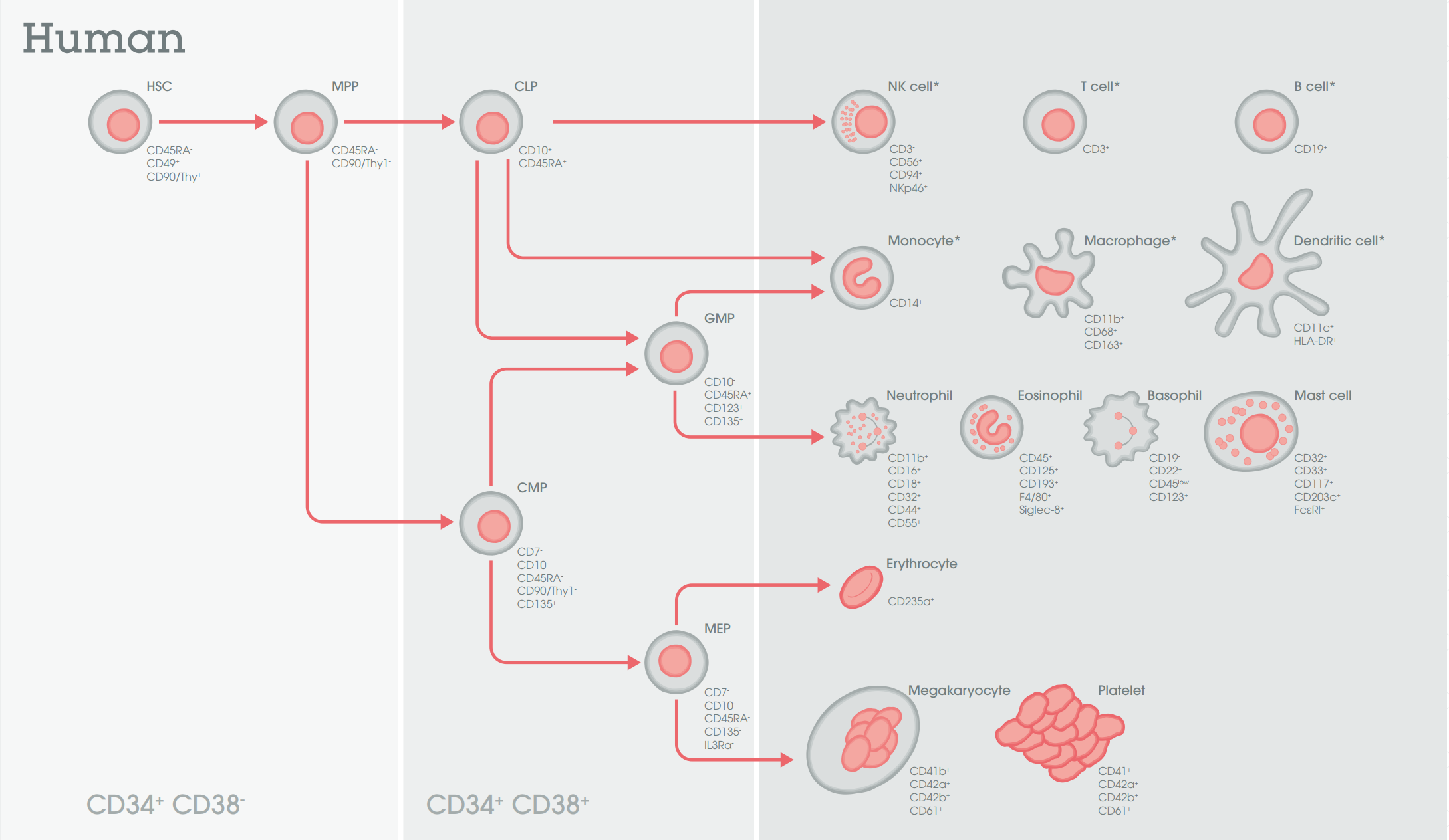 免疫细胞-流式标记物marker怎么选
