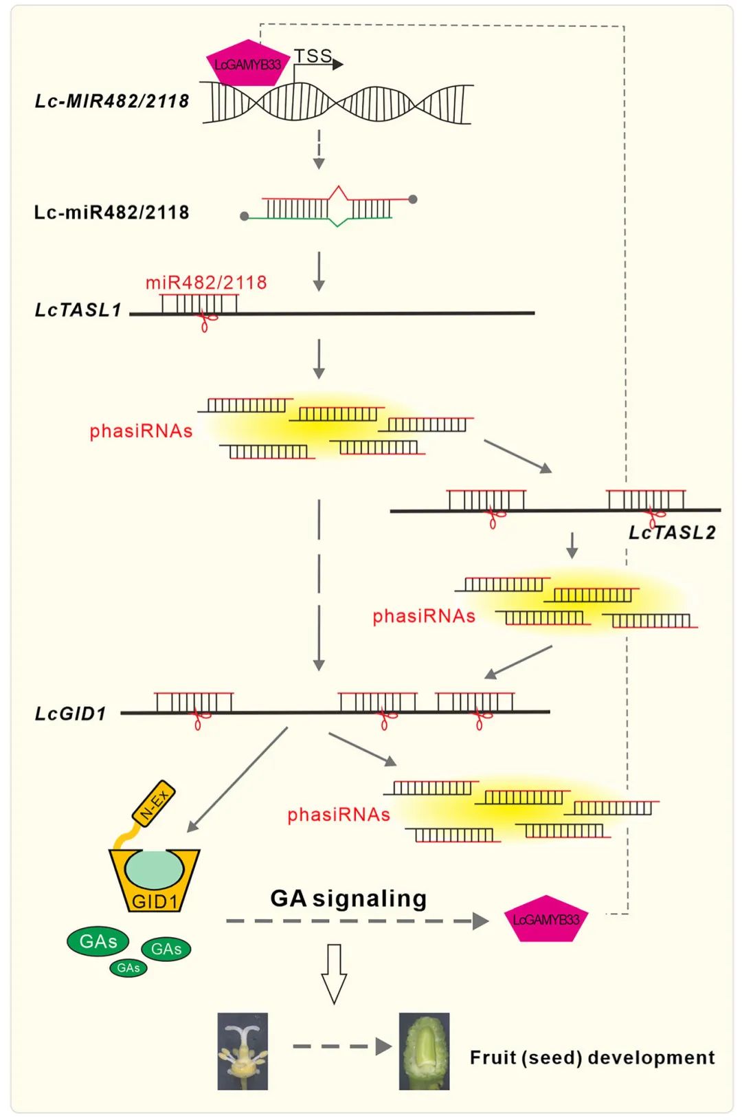 lncRNA研究进展盘点丨20231128期