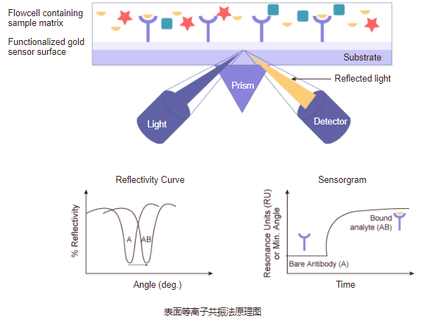 化合物库筛选技术-SPR 检测服务