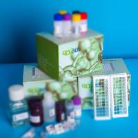 猪钠/钾离子转运ATP酶α1肽(ATP1a1)ELISA测试盒