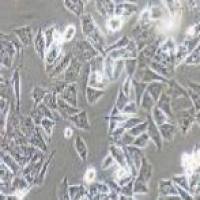 GL261 小鼠胶质细胞瘤细胞