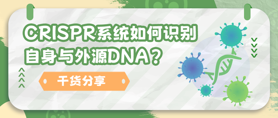 【干货分享】CRISPR系统如何识别自身与外源DNA？