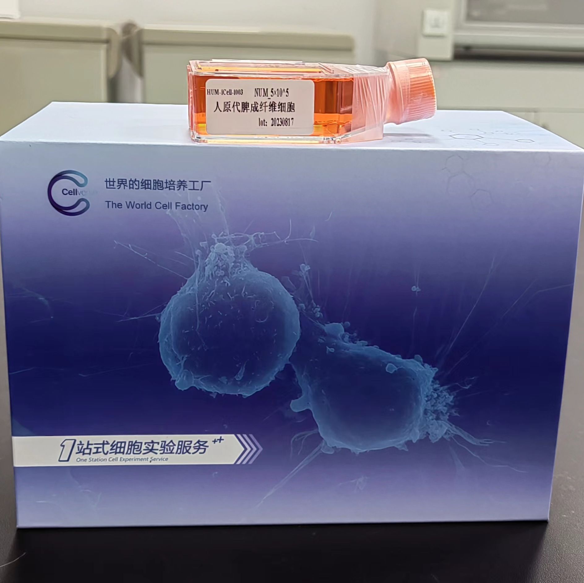 SK-GT-4 人食道癌肿瘤细胞/STR鉴定