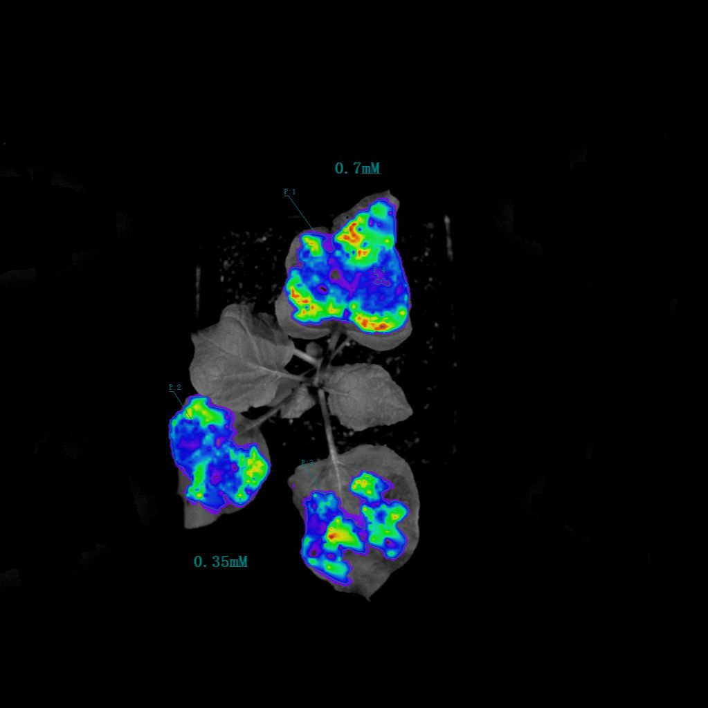 植物活体成像检测服务 蛋白互作LUC实验
