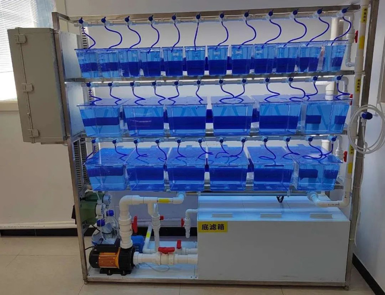 环特斑马鱼为中国农科院斑马鱼研究建设提效赋能！