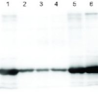 RbcL | Rubisco large subunit, form I (affinity purified)