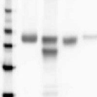 RbcL | Rubisco large subunit, form I, HRP-conjugated (40 µg)