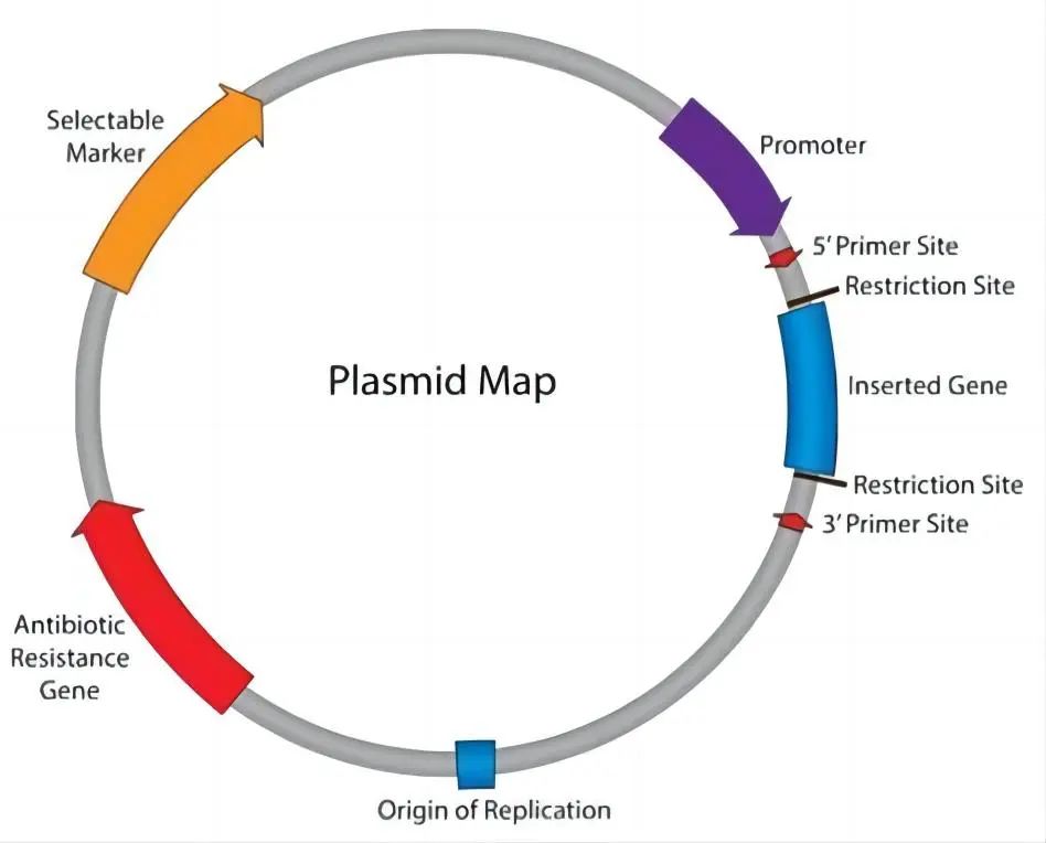 独特高效的质粒DNA提取