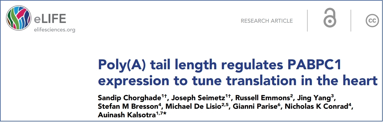 Elife. | 转录后沉默机制研究中Polysome profiling的应用研究