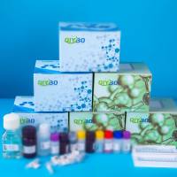 猪Sestrin 2蛋白(SESN2)ELISA测试盒