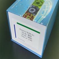 Protein A 残留检测试剂盒