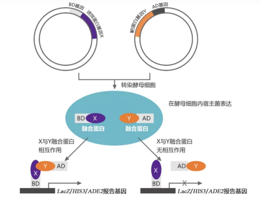 酵母双杂交服务专题（三）