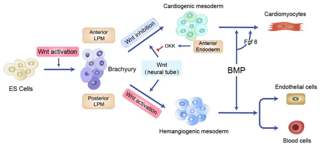 解密心脏发育，开启ipsc诱导类器官探索之旅的第一步