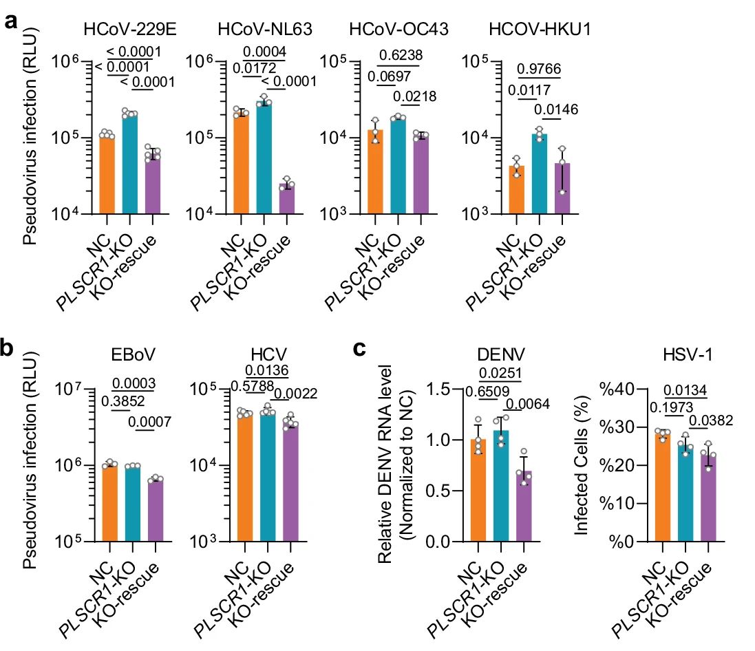 文献速递 | 义翘神州产品助力多篇Nature文章发表