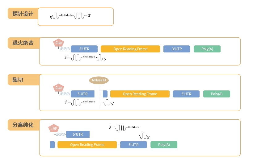 专利加持！mRNA加帽率检测样品处理迎来“高效级”创新
