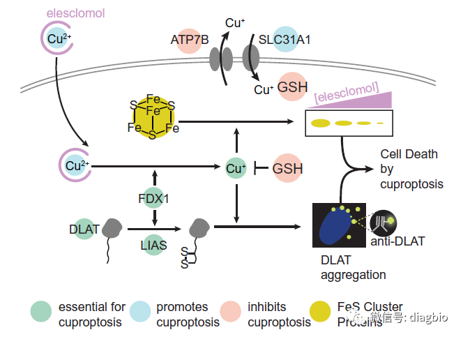 铜死亡及其相关机制