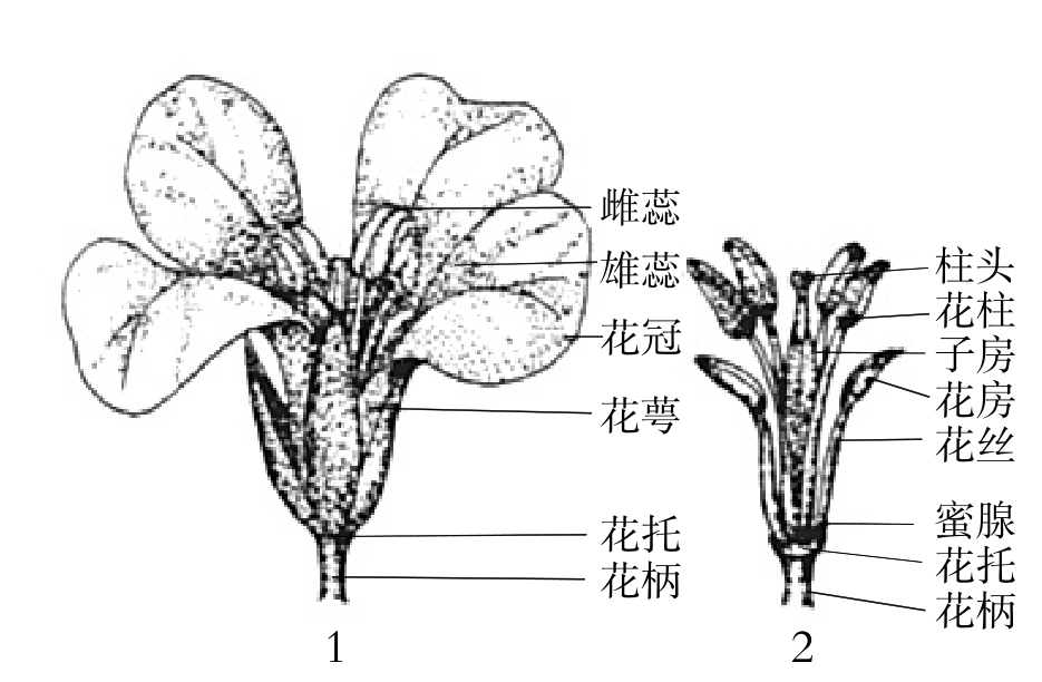 白菜花结构图片图片