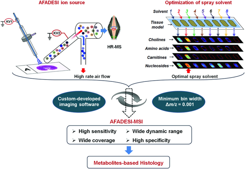 一文读懂AFADESI空间代谢组学如何助力生命科学研究创新突破