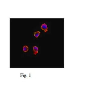 MABE343 Anti-Puromycin Antibody, clone 12D10