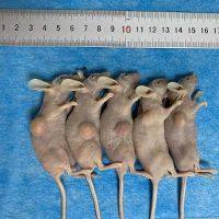 肺癌/肝癌/胃癌/乳腺癌/结肠癌等肿瘤模型