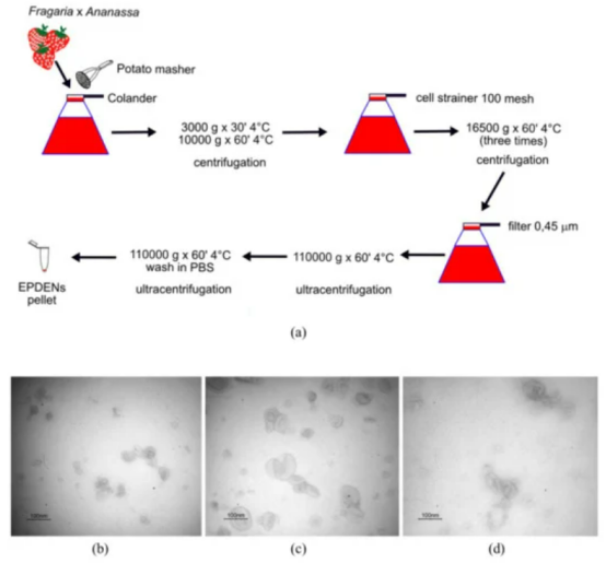 汇总| 可食用外泌体背后的故事之水果篇