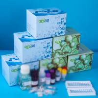 猪胱天蛋白酶1（Caspase-1）ELISA测试盒